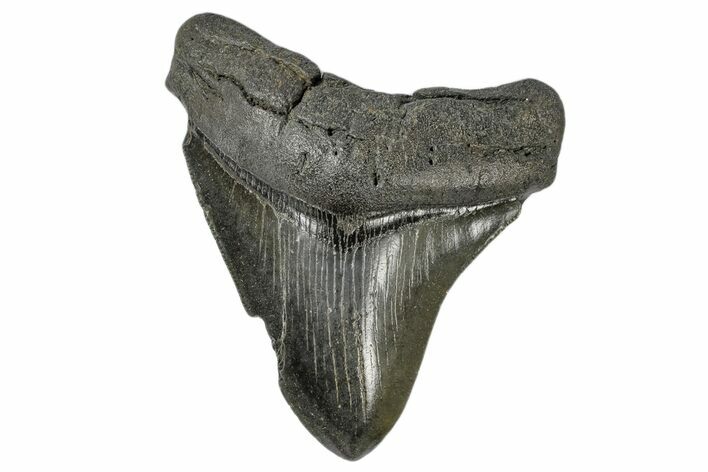 Serrated, Fossil Megalodon Tooth - South Carolina #168778